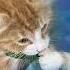 An Icy New Experience For Pippin Kitty