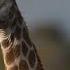 Giraffes 101 Nat Geo Wild