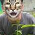 Kucing Minta Susu Shorts Youtubeshorts