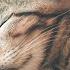 1h Of MUSIC For CATS With PURRING