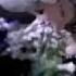 Alejandro Sanz El Alma Al Aire Official Music Video