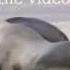 Anders Nilsen Salsa Tequila Animal Version