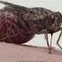 Tsetse Fly The Deadliest Fly On Earth