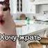 Хочу жрать хочужрать врек котики Fypシ жиза глобальныерекомендации еда Kitty
