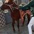 Ha Poni Ha Horse Videos Song Horse
