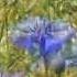 Белорусские васильки Belarusian Cornflowers