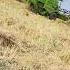 Harvestermachine Sarson Farming