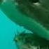 When Sharks Attack Jaws Of Terror MEGA EPISODE Nat Geo Animals