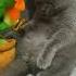 Neue Freund Lustigetiere Lustigevideos Lustigeclips Katzenvideo Katzen Lustigesvideo