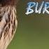 Suara Masteran Burung Manyar Gacor Isian Kenari Kicau Burung