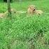 闖進越南小非洲 Vinpearl Safari Phu Quoc Shorts 富國島必去 野生動物零距離 親子旅遊推薦 Phu Quoc Island