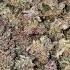 Mix Pack Auto By Fast Buds Growerscommunity Homegrown Cannabisdaily Cannabiscontent