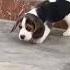 Beagle Dog Ytshorts Dog Trendingshorts Doglover Youtubeshorts Puppy India Indonesia