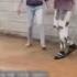 Viral Wahiawa Bully Video Sparks Community Outrage