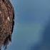 Eagle Screech Sound Effect In HD Quality