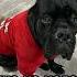 Занесена в книгу непорядочных собак Канекорсо Corsboss Canecorso Canecorsoitaliano юмор