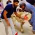 Khatar Nak Takkar Mar De Cow Nai Finally Janwar Ap Nai Ghar Lay Kay Aagaye Qurbani 2025