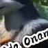 Wolf Borilar Multik Video Manolo Gaplar Uzb