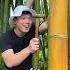 This Wine Grows Inside Bamboo