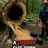 Shocking Discovery Inside Hollow Tree