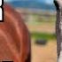 Should I Get Another ARABIAN Horse This Is A HARD Decision