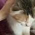 котэ моя сладкая булочка животныедома люблю