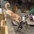 Lurcher Jumping Farmlife Rescue Lurcher Dogs Sanctuary Love Jumpingsong