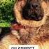 он думает собака смешнойшортс Rek Germanshepherd Dog тренды прикол жиза тикток реки