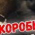 Щенки в коробке из под печенья Беда и радость для Филиппа