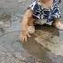 Maen Becek Becek Ampun Ohnoohnosong Videolucuanak Shorts Short Shortsvideo