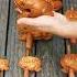 Funny Wooden Frog ASMR Shorts