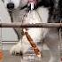 My Dog FAILED An IQ Test Husky And Cats VS Logic Toy