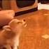 Dogs Being Idiots Part 522 Funny Funnypets Pets Funnydogs Animals Petvideos Funnyanimals