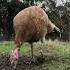 Gobble N Groove Turkey Dance
