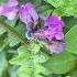 Vetch