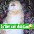 Quyon Rabbit