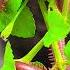 Nature S Tiny Architects Witnessing Harmony In A Millipede Colony Millipede Kakiseribu Nature