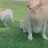 Golden Retriever Talking To Her Jack Russel Spy