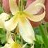 Trouble Free Native Fawn Lily Erythronium Oregonum Naturalgardening