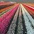 Tulip Lakeland Flowers Abbotsford Bc Trending Viral Canada Britishcolumbia