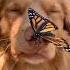 Butterfly On The Nose Shorts Pets Doglover Trending Dog Doberman Babies