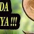 Masteran Murai Batu Yang Disukai Juri