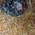 Do We Have More Baby Chicks Babychicks