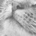 Why Do Cats Purr Two Crazy Cat Ladies Cat Cats Purr