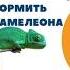 Чем кормить хамелеона Рацион питания хамелеона Rooli ветеринар хамелеон