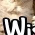 Котята из рекламы Wiskas