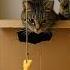 Stealthy Cat Lures Mouse With Cheese Trap Ultimate Cat And Mouse Strategy