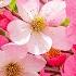 RECOVERY OF THE NERVOUS SYSTEM Gentle Music Calms The Nervous System And Pleases The Soul 8
