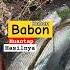 SUPER Babon Ikan Bandeng Fhising Shortvideos Viral Strikebabon