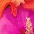 Amar Gacher Joba Phool Dj Remix Newmusic Views Flower Trendingshorts